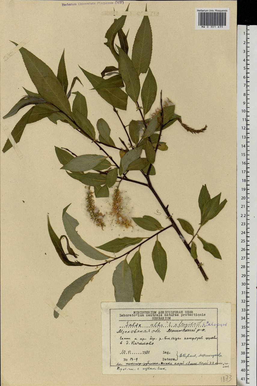 Salix alba, Eastern Europe, Moscow region (E4a) (Russia)