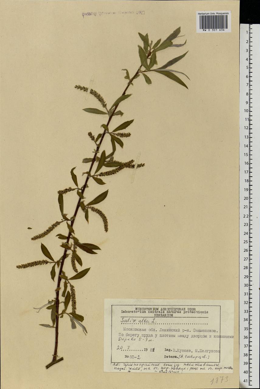 Salix alba, Eastern Europe, Moscow region (E4a) (Russia)