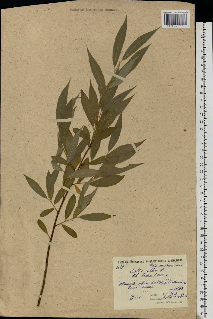 Salix alba, Eastern Europe, Moscow region (E4a) (Russia)