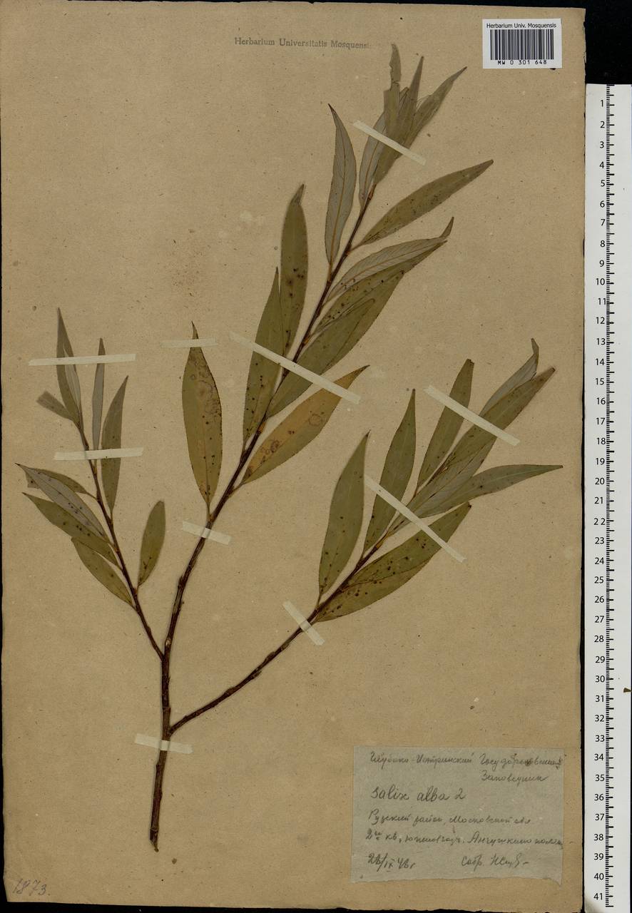 Salix alba L., Eastern Europe, Moscow region (E4a) (Russia)