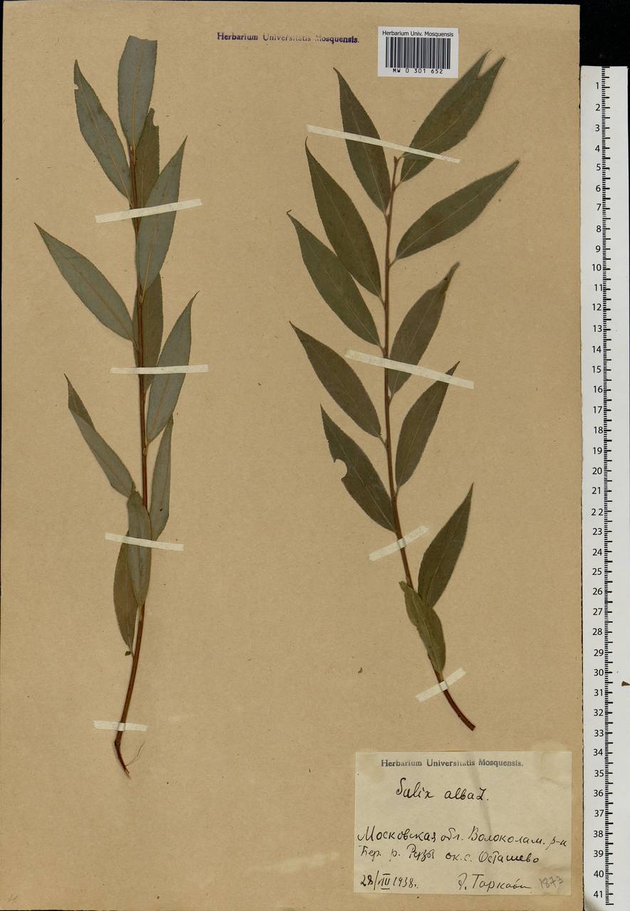 Salix alba L., Eastern Europe, Moscow region (E4a) (Russia)