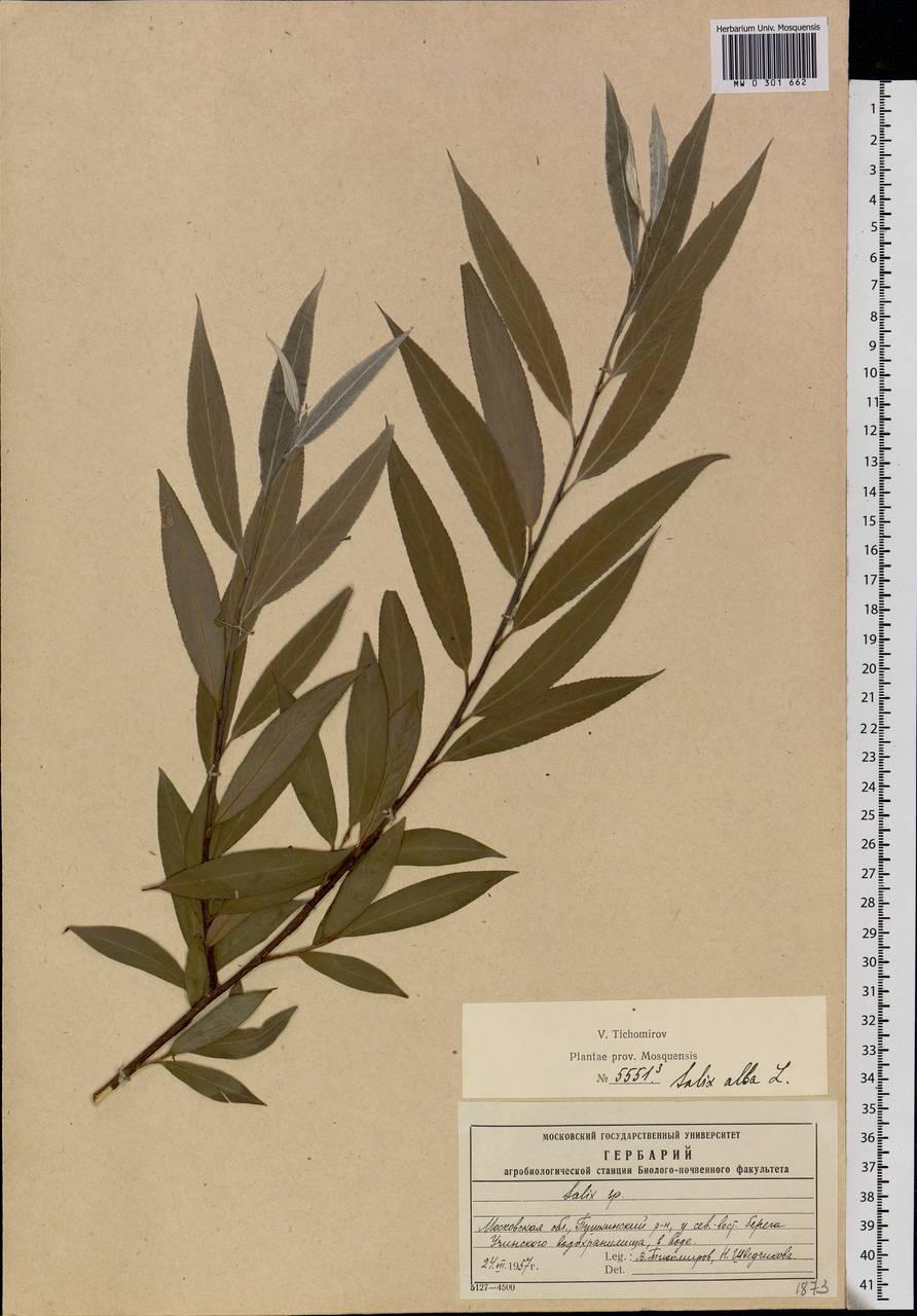 Salix alba, Eastern Europe, Moscow region (E4a) (Russia)