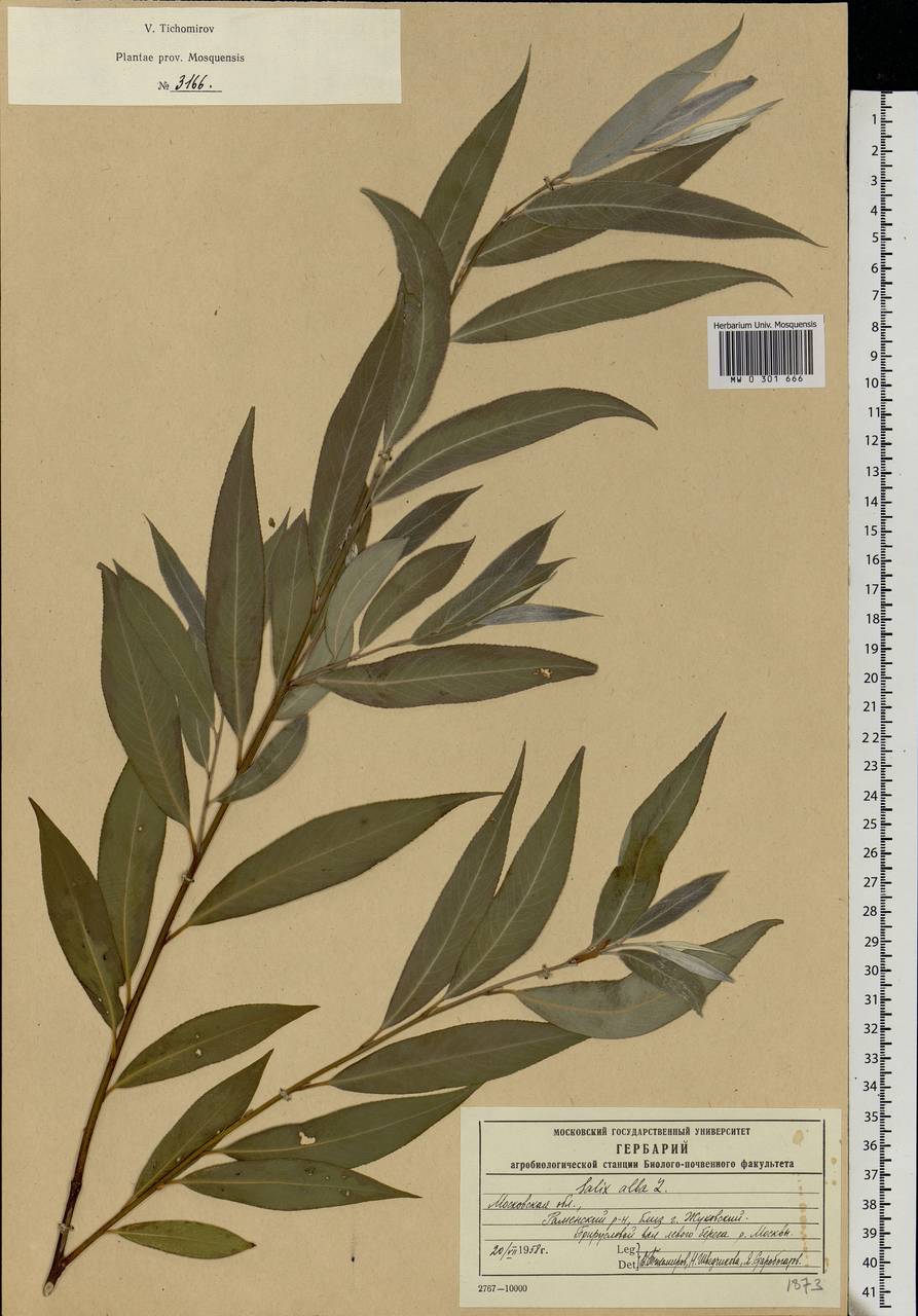 Salix alba L., Eastern Europe, Moscow region (E4a) (Russia)