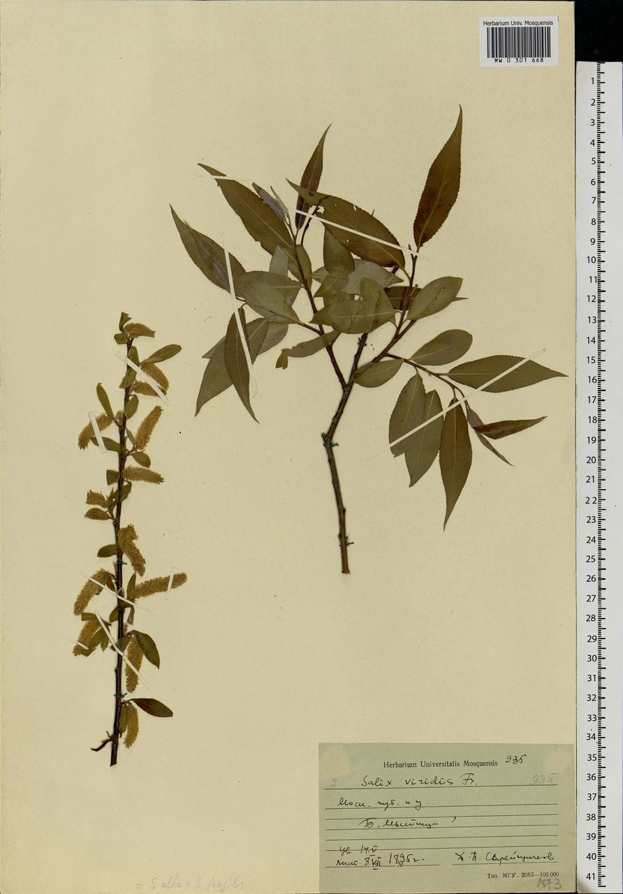 Salix × rubens Schrank, Eastern Europe, Moscow region (E4a) (Russia)
