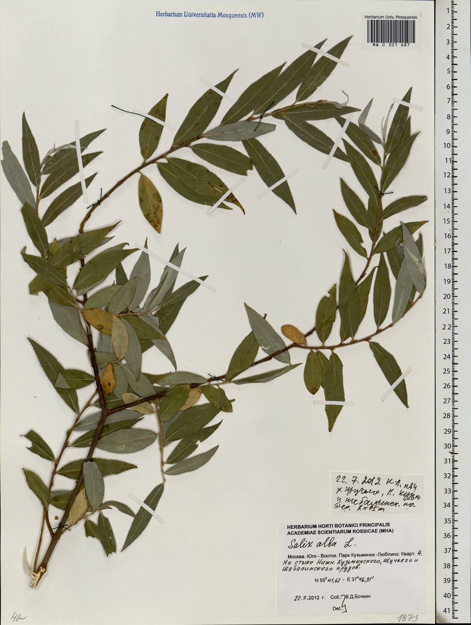 Salix alba L., Eastern Europe, Moscow region (E4a) (Russia)