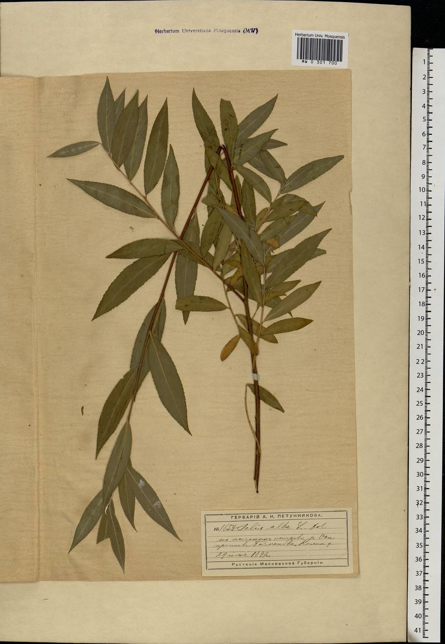 Salix alba L., Eastern Europe, Moscow region (E4a) (Russia)
