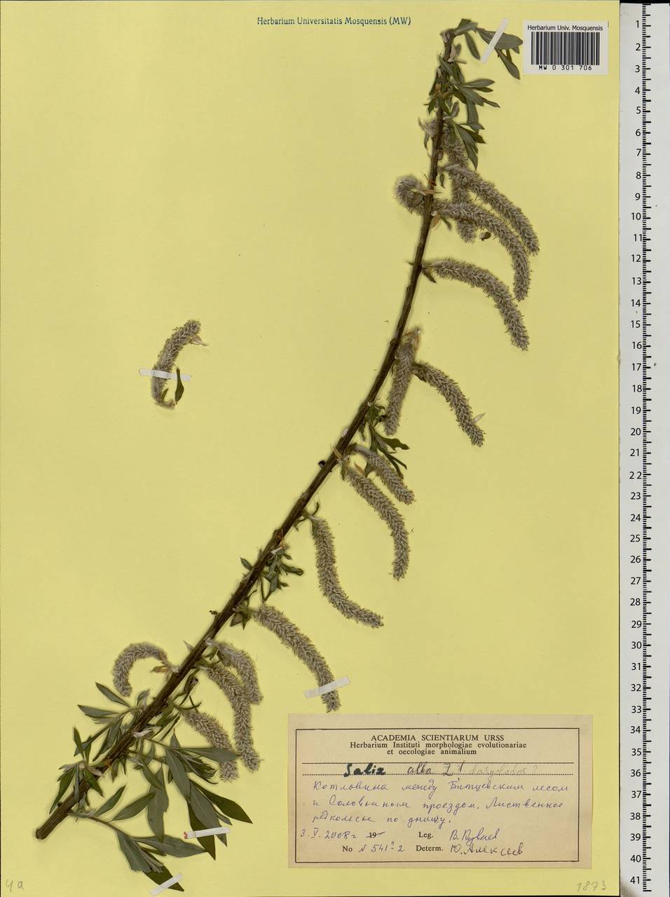 Salix alba L., Eastern Europe, Moscow region (E4a) (Russia)