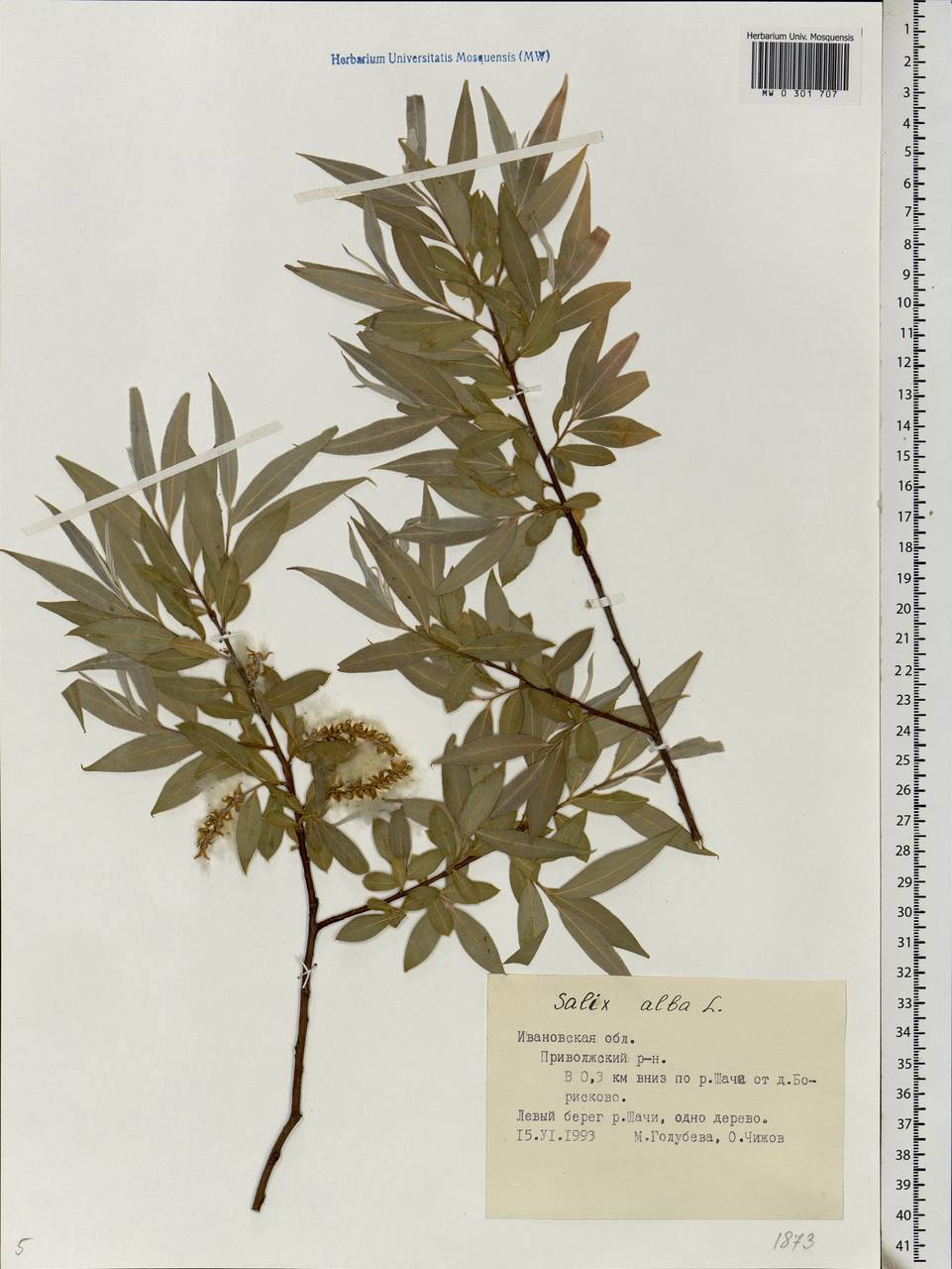 Salix alba, Eastern Europe, Central forest region (E5) (Russia)