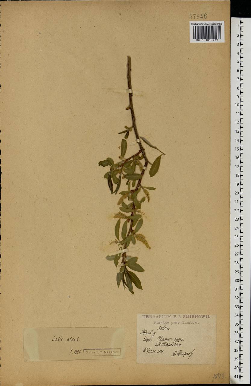 Salix alba L., Eastern Europe, Central forest-and-steppe region (E6) (Russia)