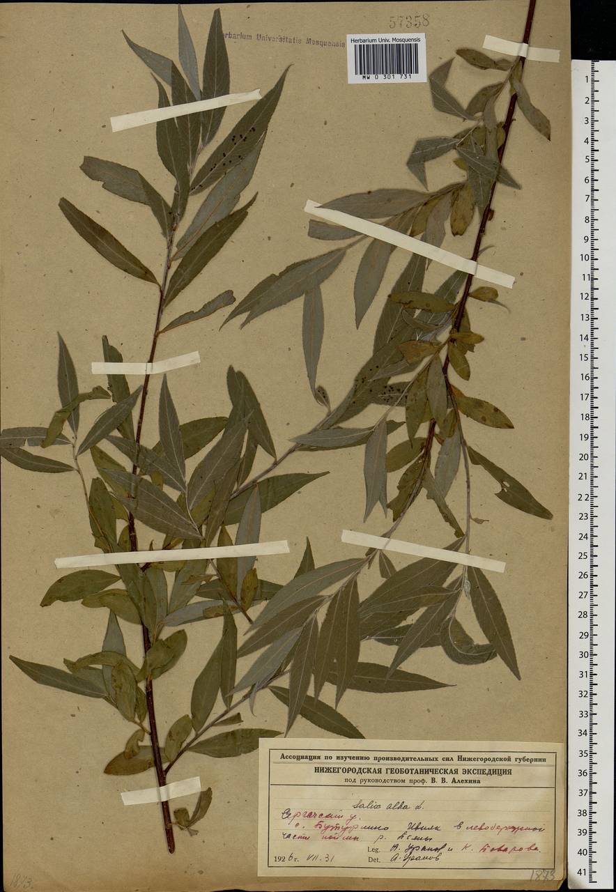 Salix alba L., Eastern Europe, Volga-Kama region (E7) (Russia)