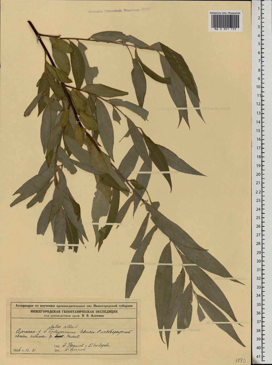 Salix alba L., Eastern Europe, Volga-Kama region (E7) (Russia)