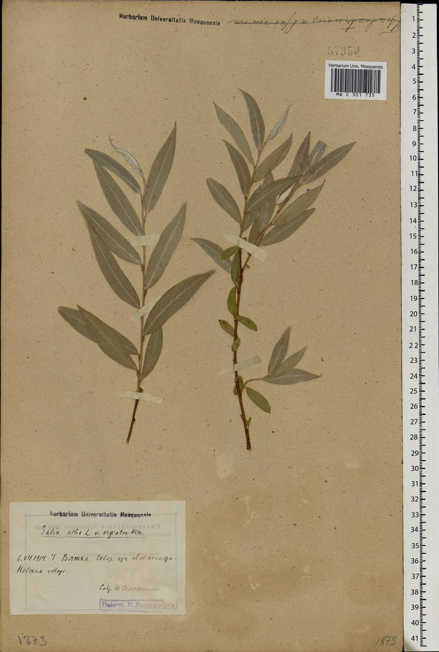 Salix alba, Eastern Europe, Volga-Kama region (E7) (Russia)