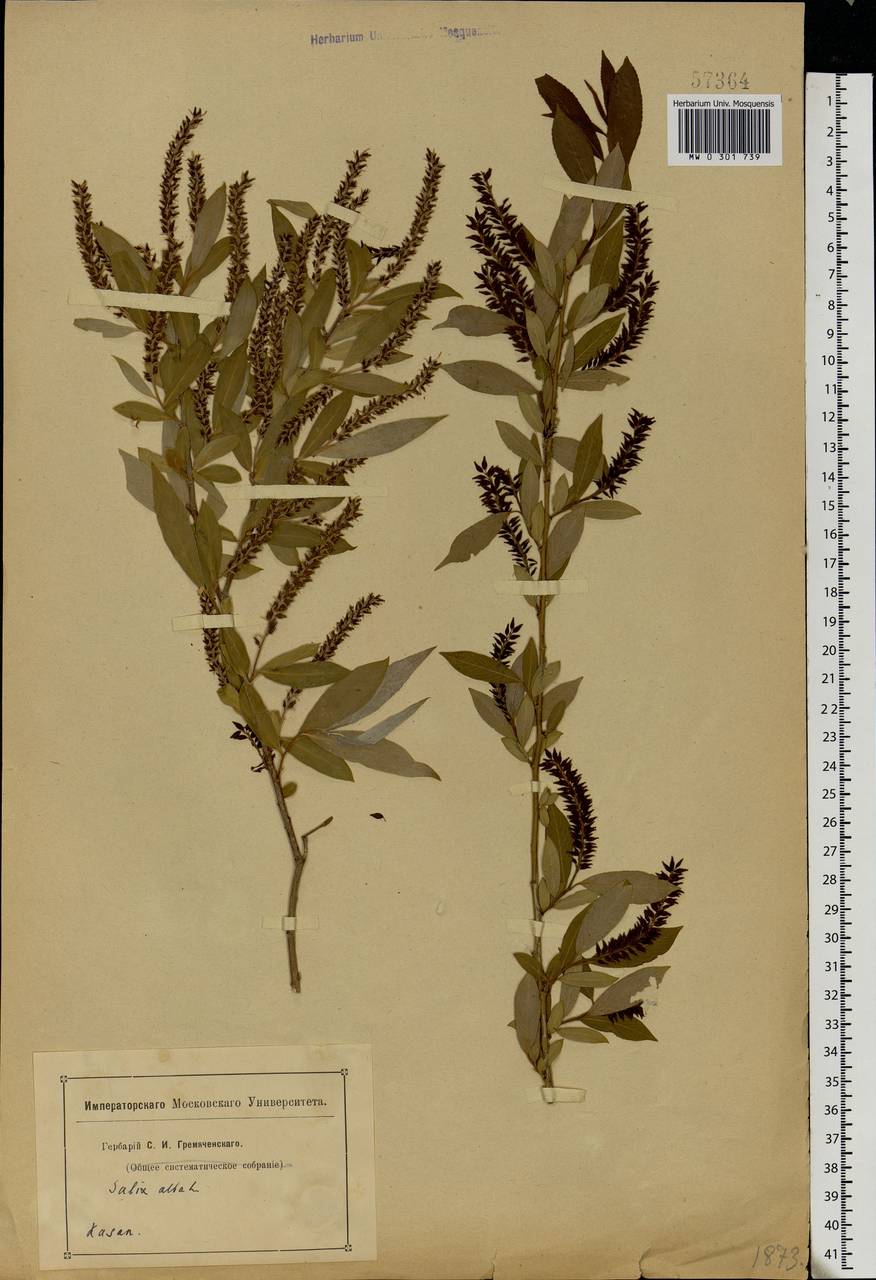 Salix alba L., Eastern Europe, Middle Volga region (E8) (Russia)