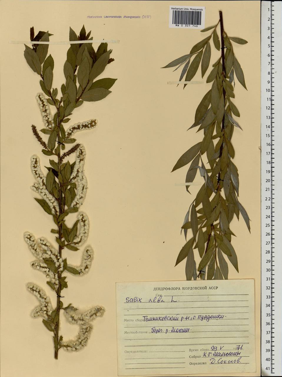 Salix alba, Eastern Europe, Middle Volga region (E8) (Russia)