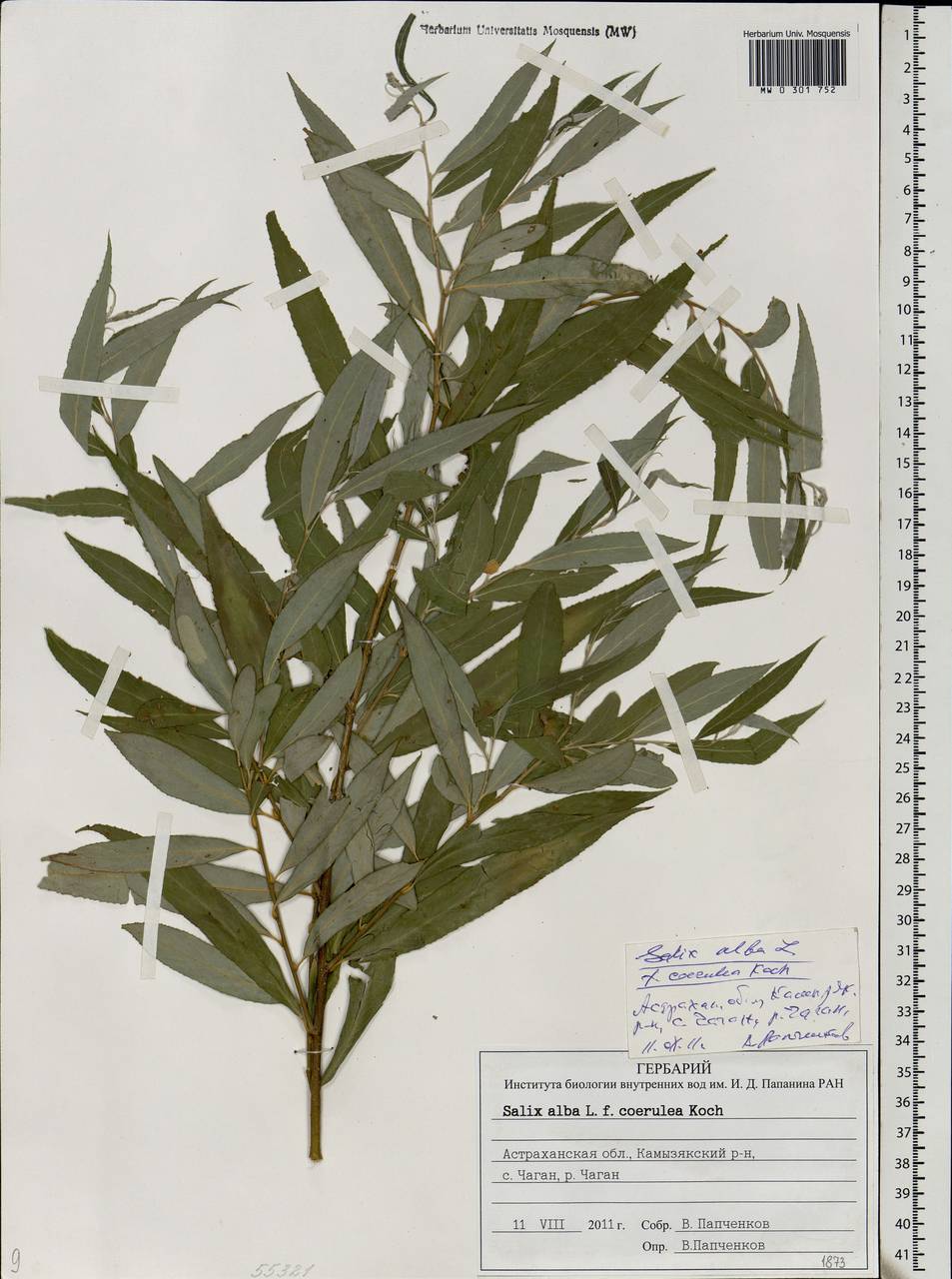 Salix alba, Eastern Europe, Lower Volga region (E9) (Russia)