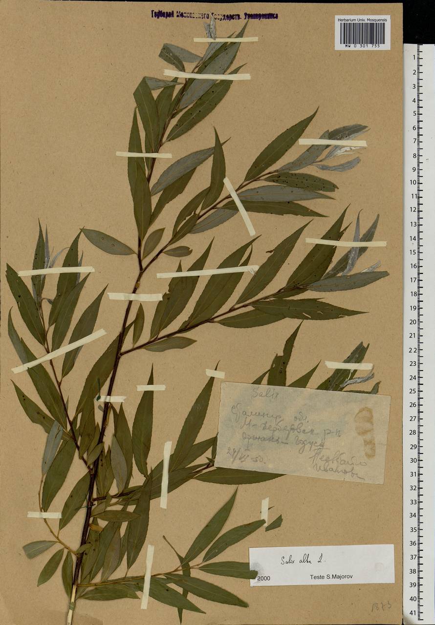 Salix alba, Eastern Europe, Lower Volga region (E9) (Russia)
