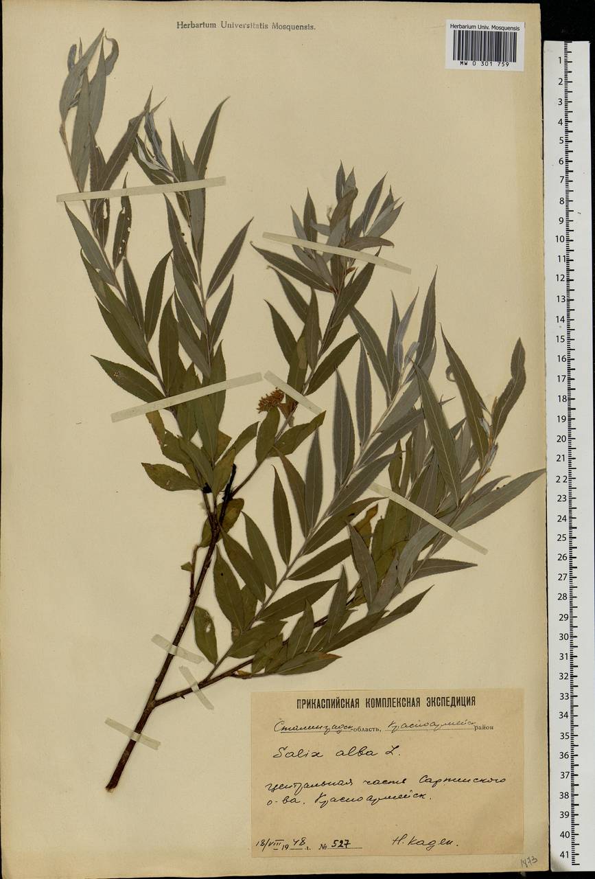 Salix alba L., Eastern Europe, Lower Volga region (E9) (Russia)