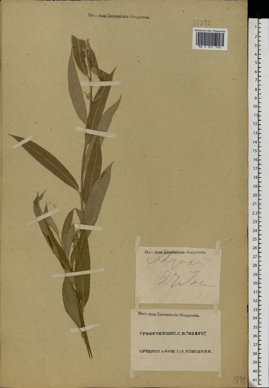 Salix alba L., Eastern Europe, Lower Volga region (E9) (Russia)