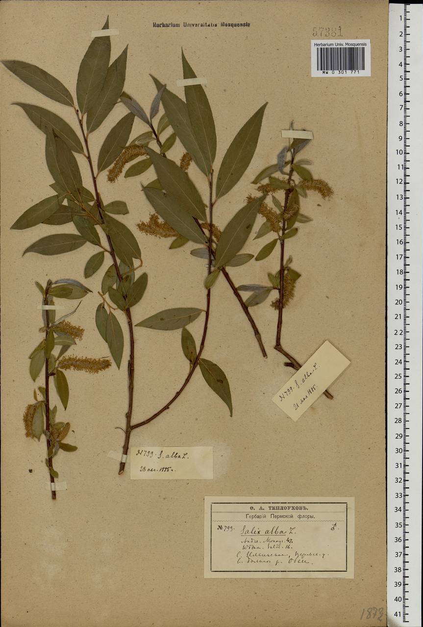 Salix alba, Eastern Europe, Eastern region (E10) (Russia)