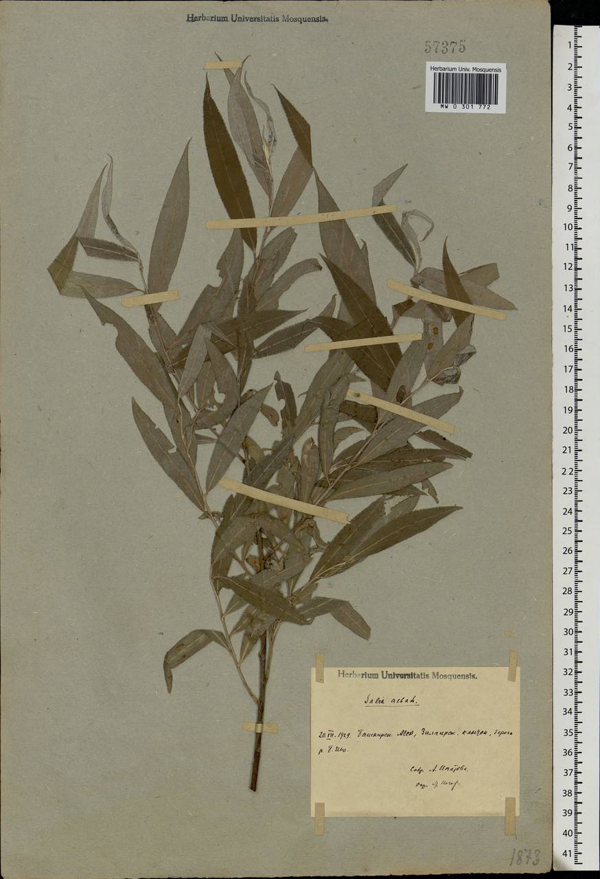 Salix alba L., Eastern Europe, Eastern region (E10) (Russia)