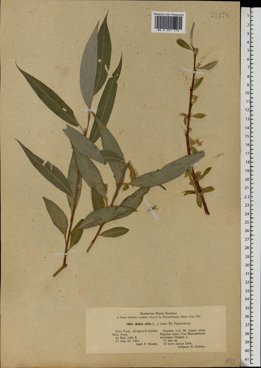 Salix alba L., Eastern Europe, Eastern region (E10) (Russia)