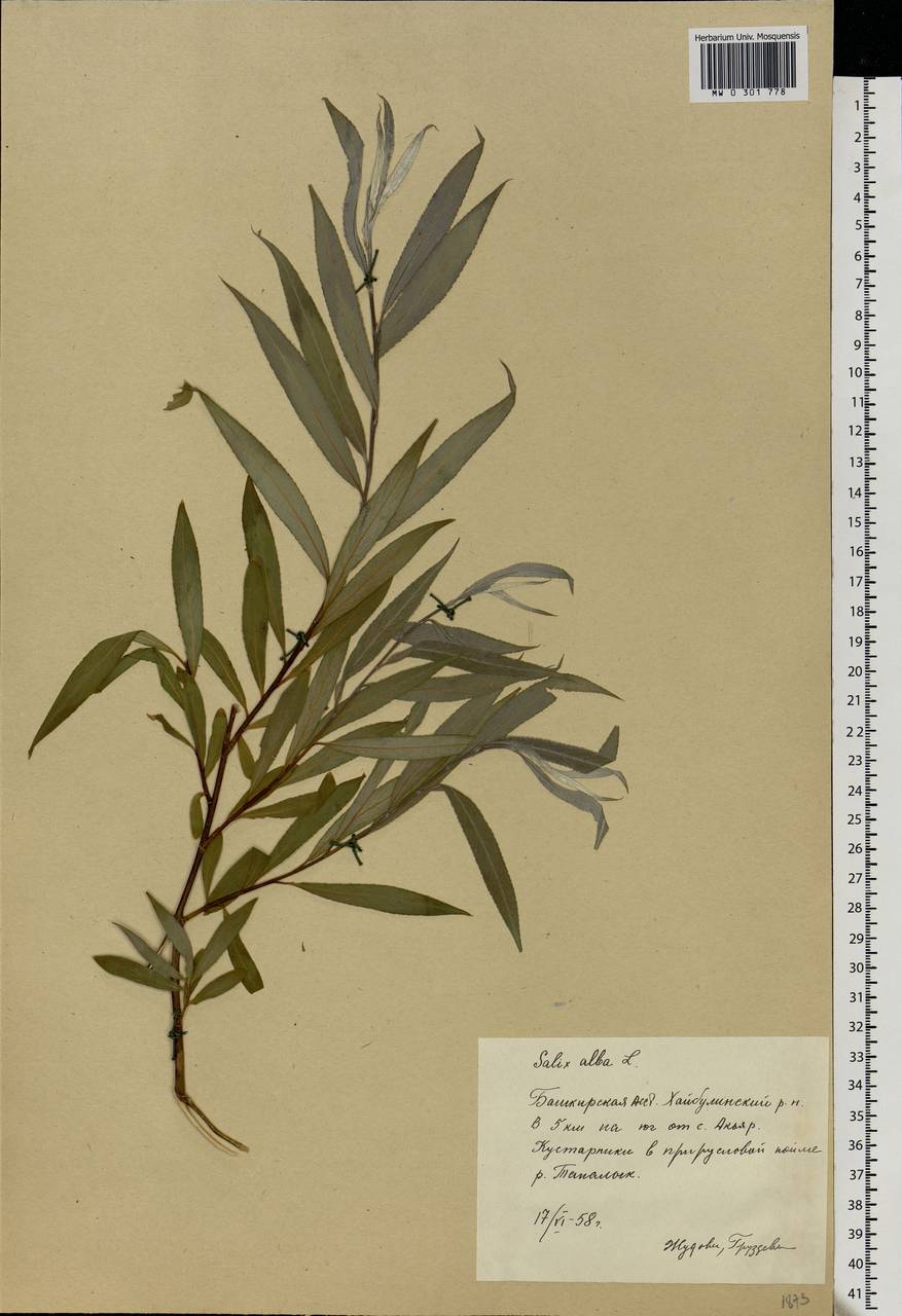 Salix alba, Eastern Europe, Eastern region (E10) (Russia)