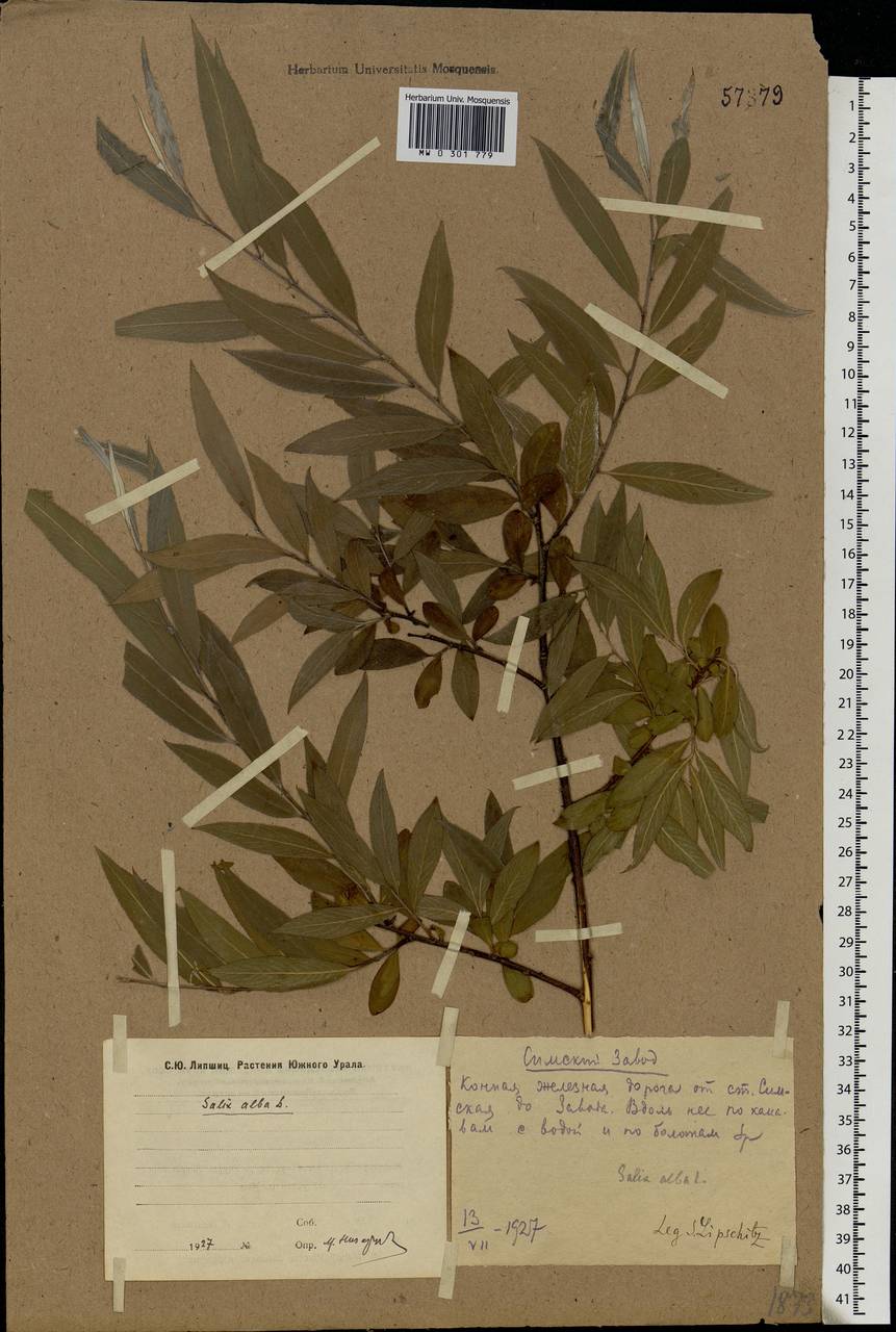 Salix alba, Eastern Europe, Eastern region (E10) (Russia)
