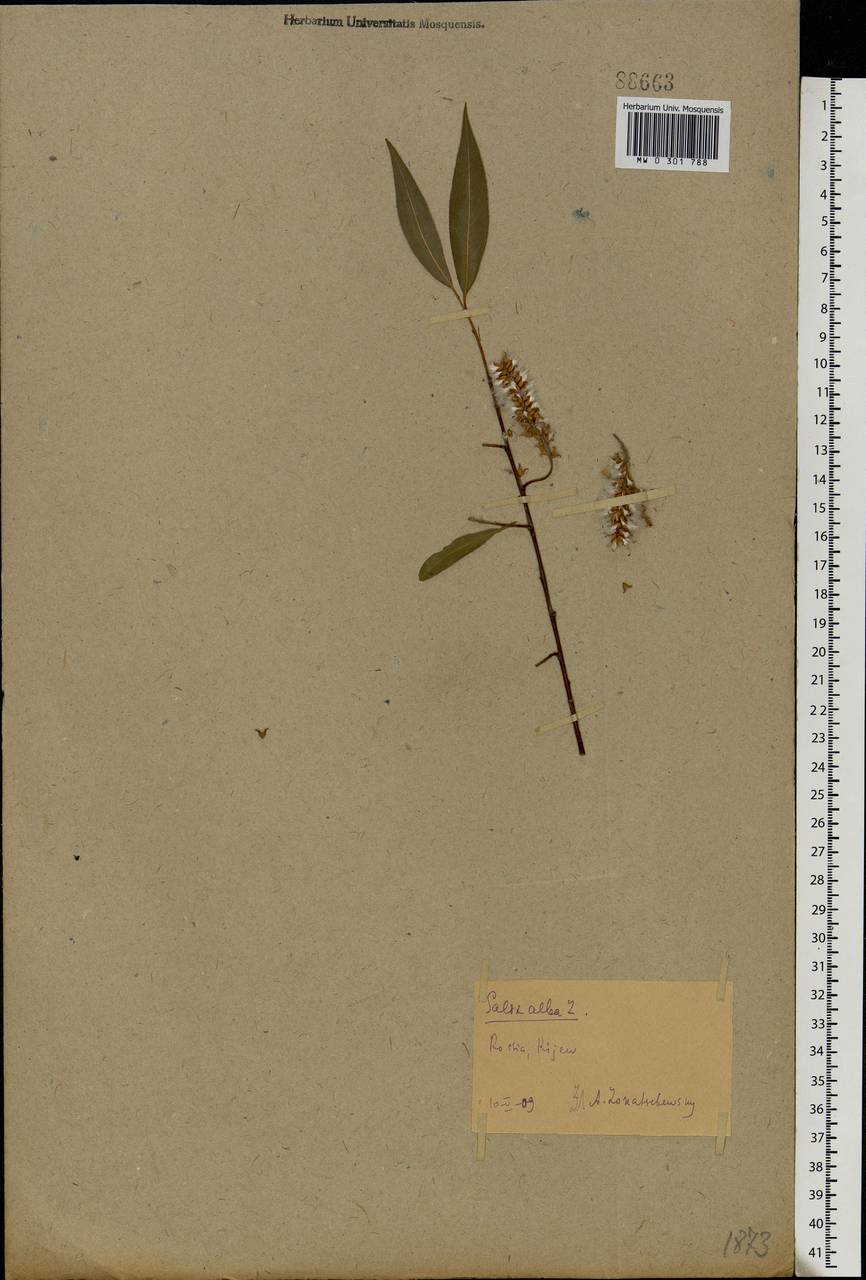 Salix alba L., Eastern Europe, North Ukrainian region (E11) (Ukraine)