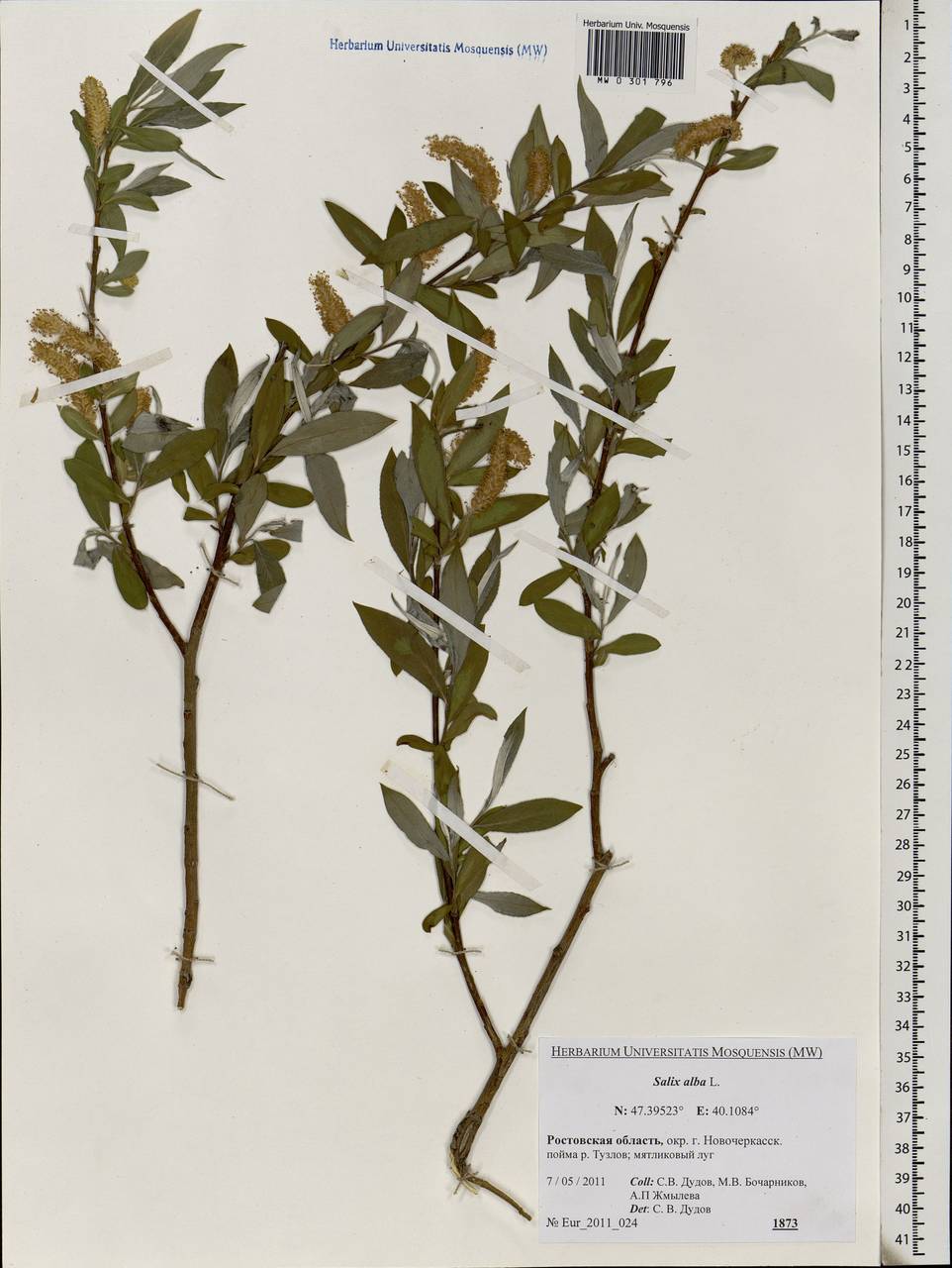 Salix alba L., Eastern Europe, Rostov Oblast (E12a) (Russia)