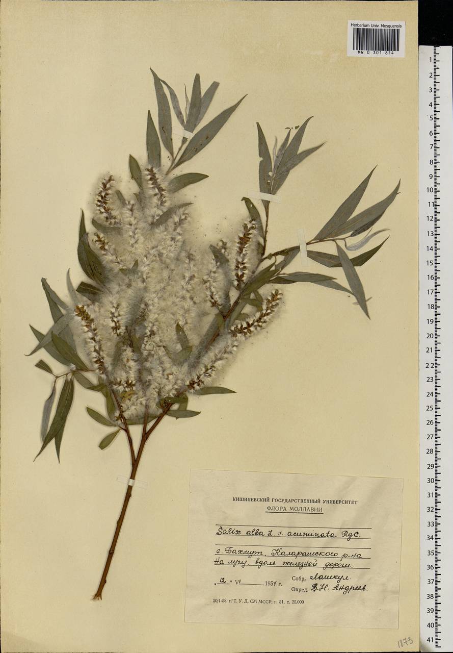 Salix alba, Eastern Europe, Moldova (E13a) (Moldova)