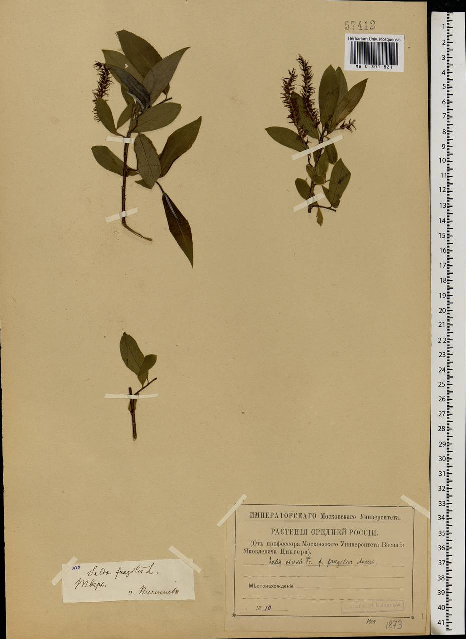 Salix silesiaca Willd., Eastern Europe, North-Western region (E2) (Russia)