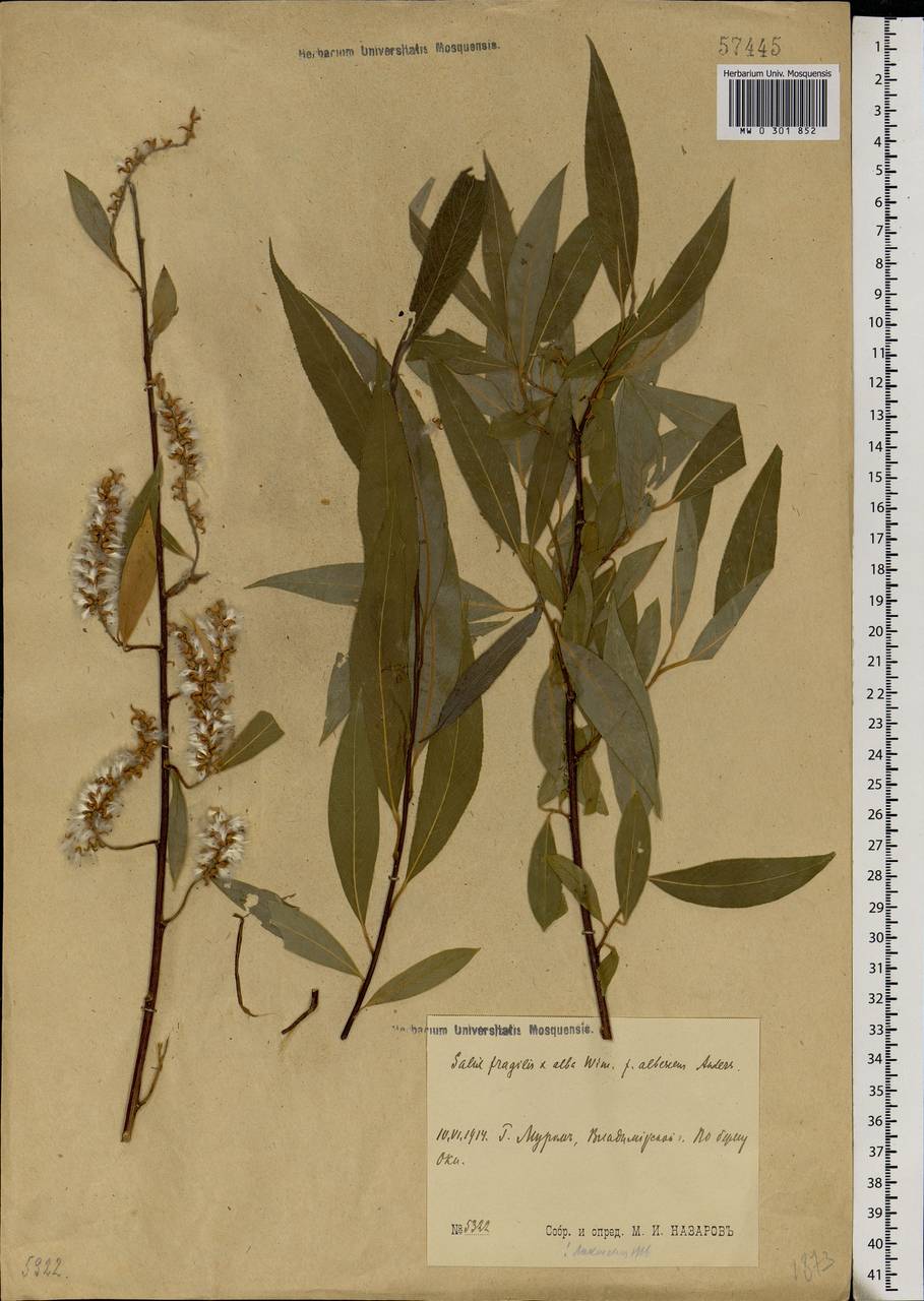 Salix silesiaca Willd., Eastern Europe, Central region (E4) (Russia)