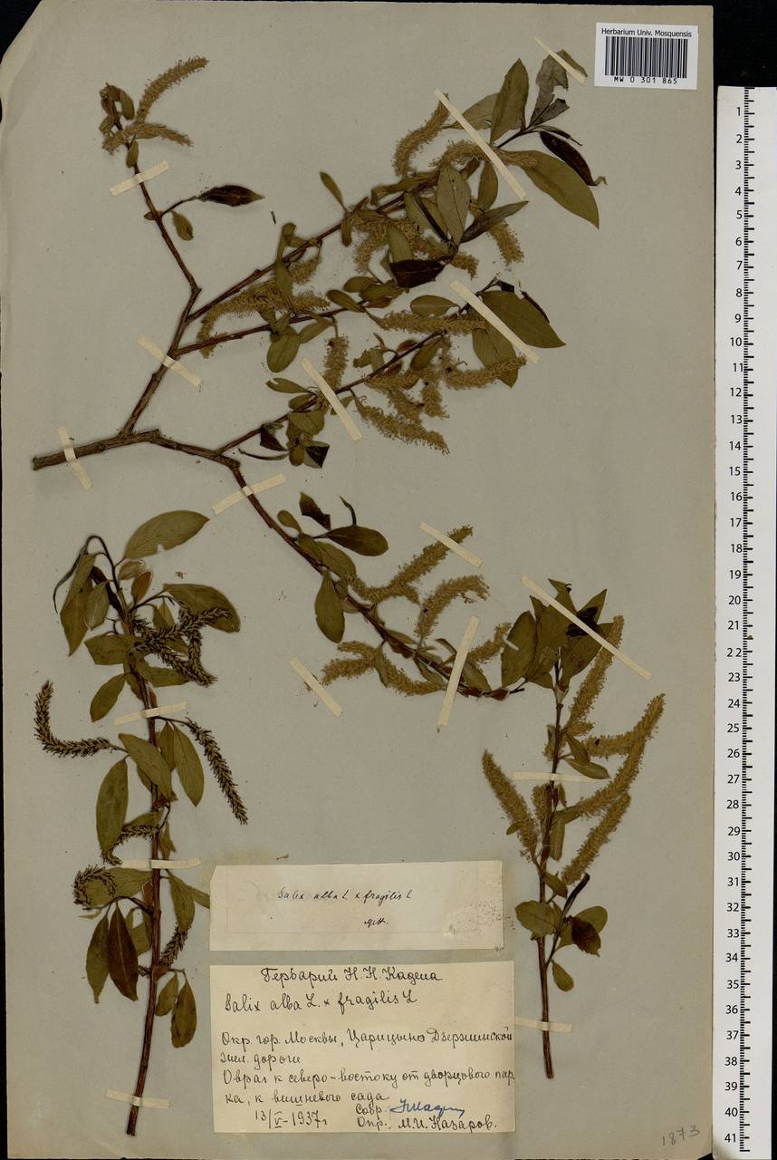 Salix silesiaca Willd., Eastern Europe, Moscow region (E4a) (Russia)