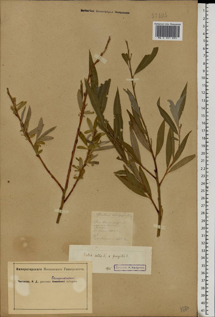 Salix × rubens Schrank, Eastern Europe, South Ukrainian region (E12) (Ukraine)