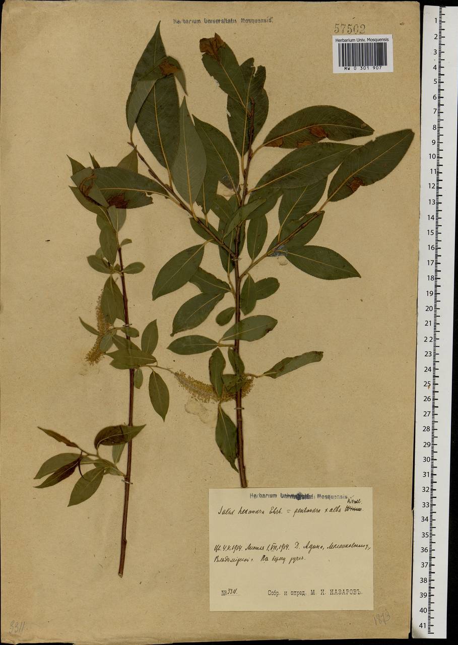 Salix alba × pentandra, Eastern Europe, Central region (E4) (Russia)