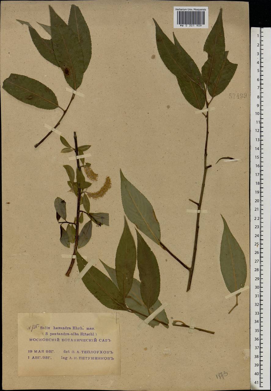 Salix alba × pentandra, Eastern Europe, Moscow region (E4a) (Russia)