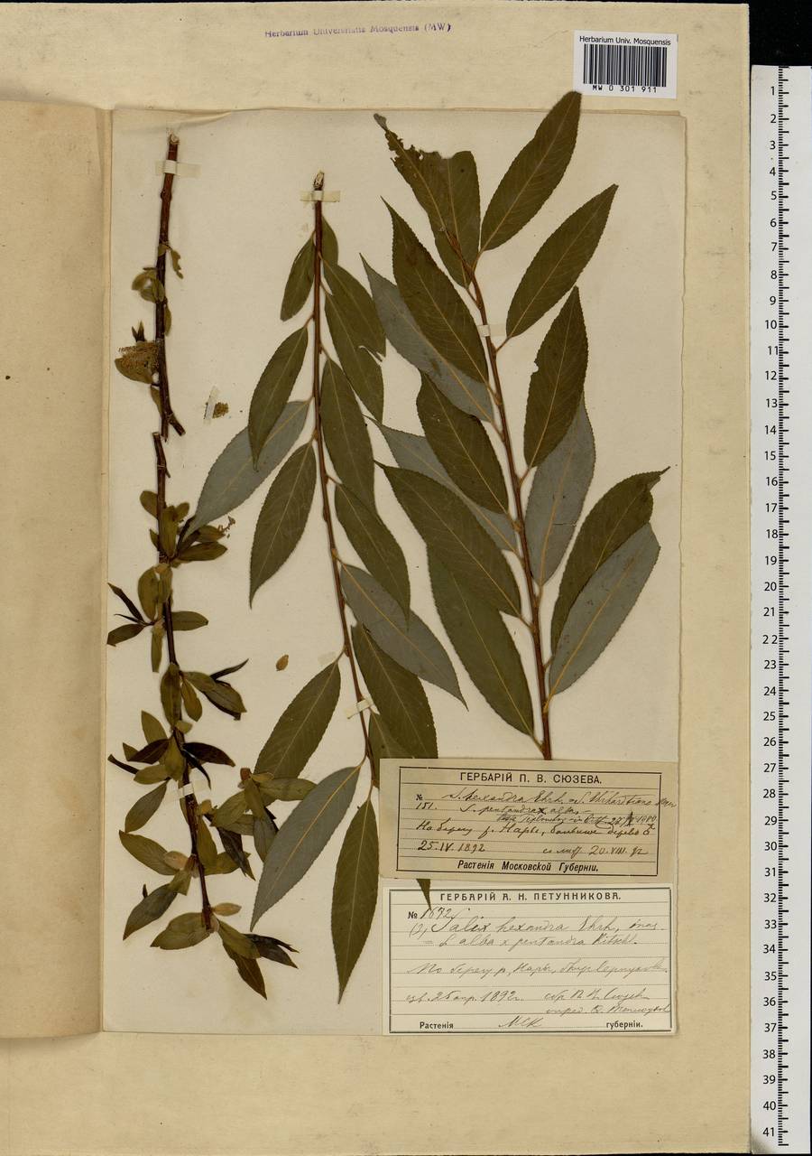 Salix alba × pentandra, Eastern Europe, Moscow region (E4a) (Russia)