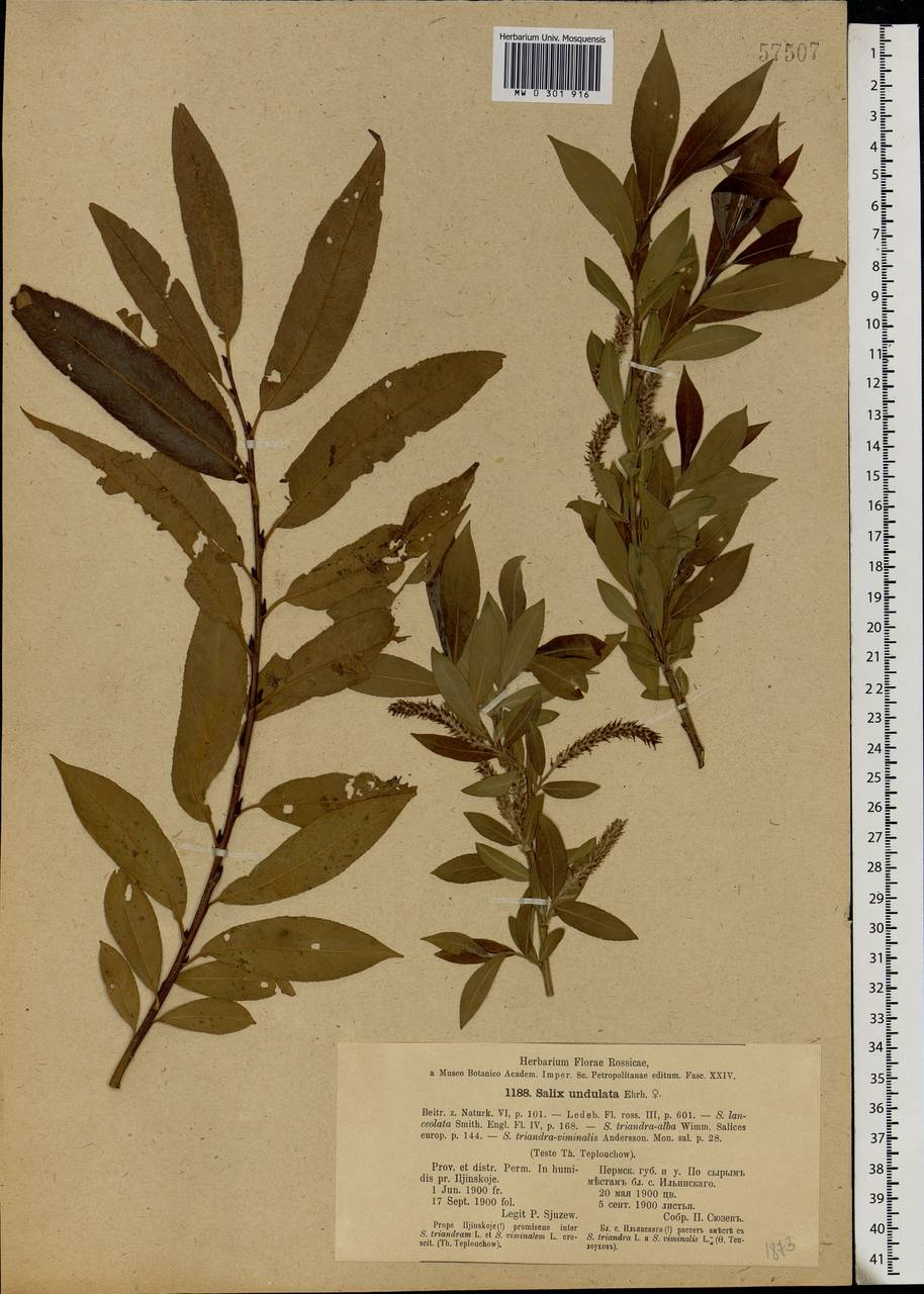 Salix alba × triandra, Eastern Europe, Eastern region (E10) (Russia)