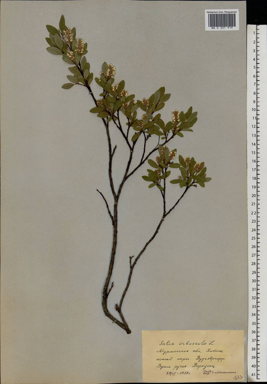 Salix arbuscula L., Eastern Europe, Northern region (E1) (Russia)