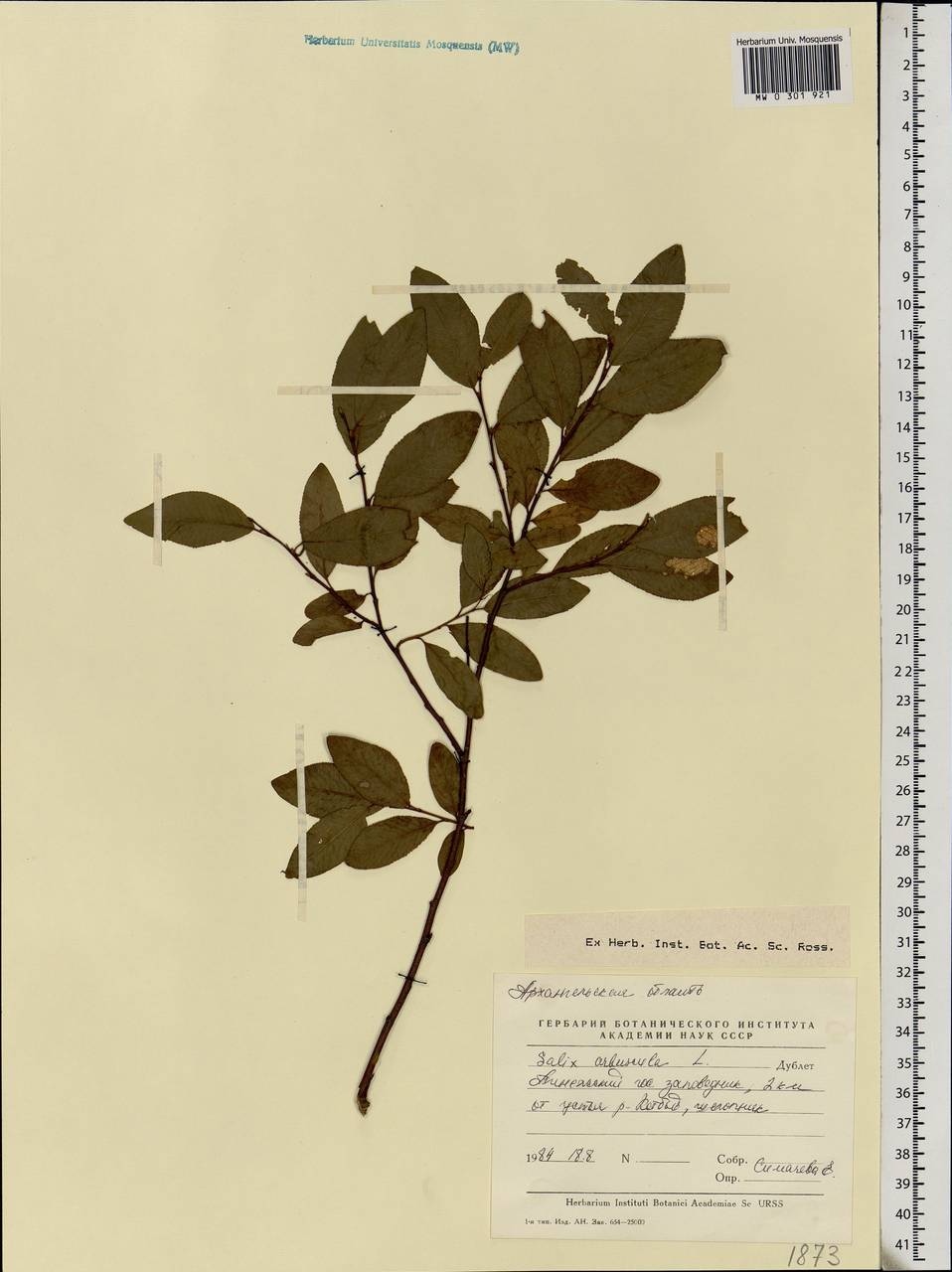 Salix arbuscula L., Eastern Europe, Northern region (E1) (Russia)