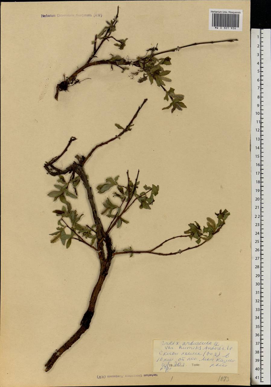Salix arbuscula L., Siberia, Western Siberia (S1) (Russia)