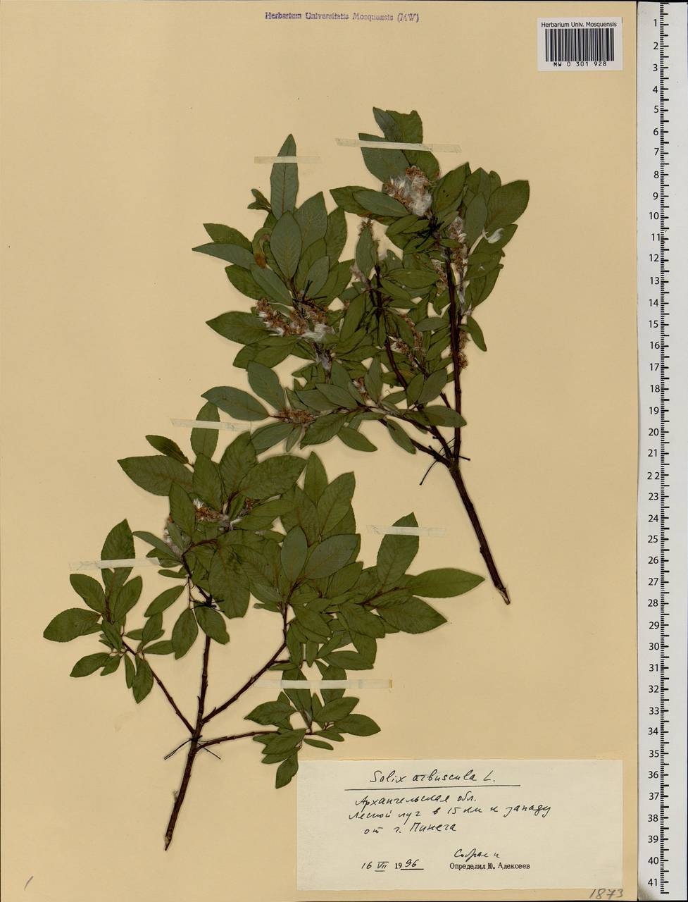 Salix arbuscula L., Eastern Europe, Northern region (E1) (Russia)