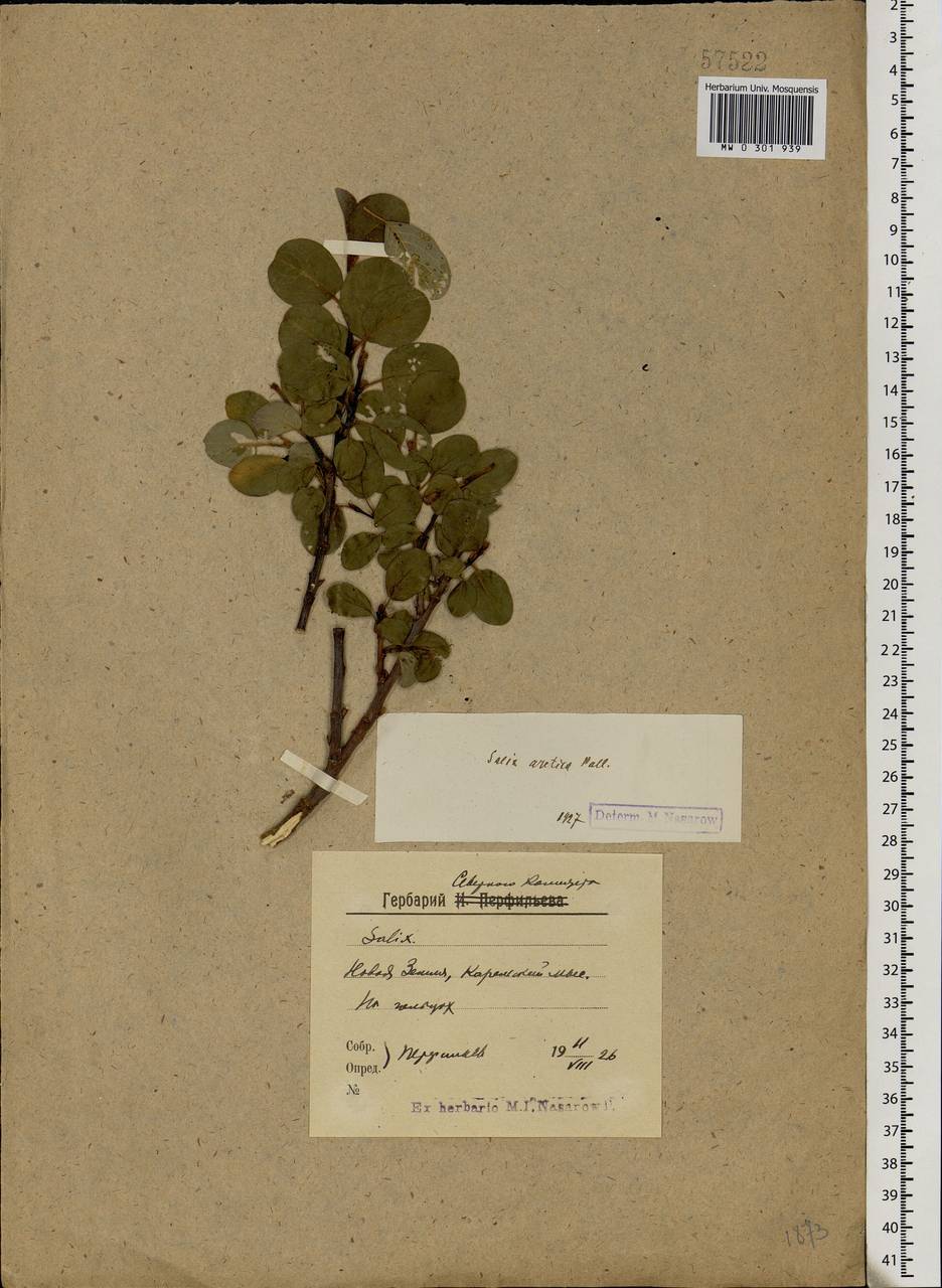 Salix arctica, Eastern Europe, Northern region (E1) (Russia)