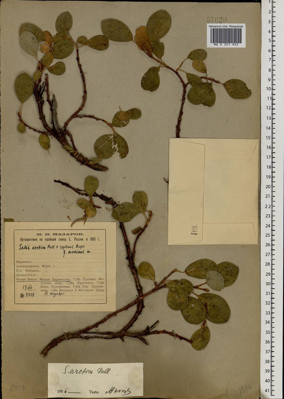 Salix arctica Pall., Eastern Europe, Northern region (E1) (Russia)