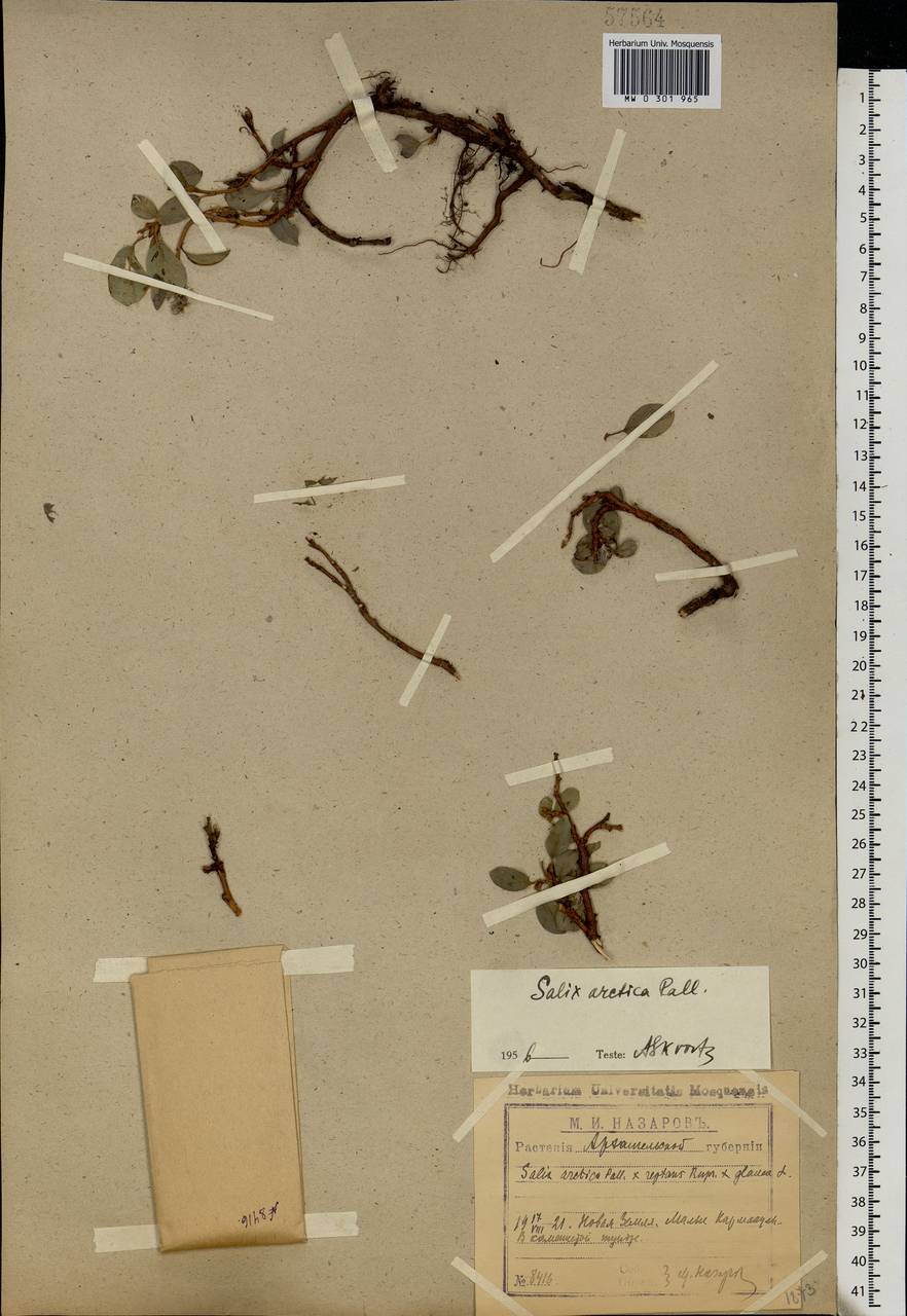 Salix arctica, Eastern Europe, Northern region (E1) (Russia)