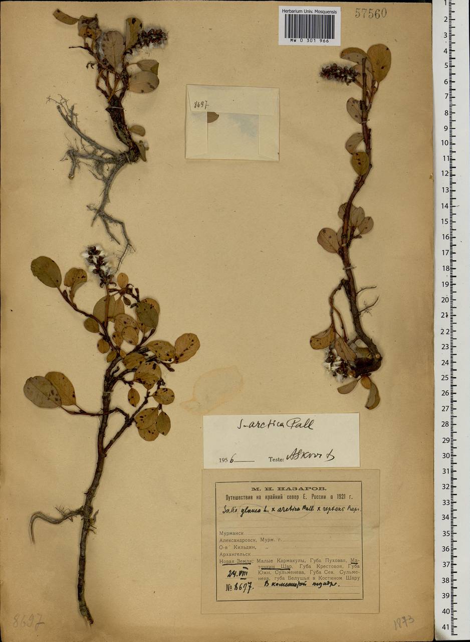 Salix arctica, Eastern Europe, Northern region (E1) (Russia)