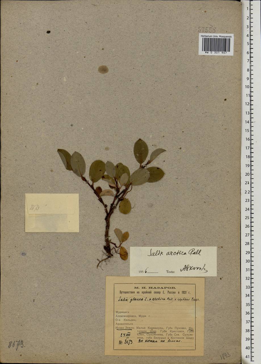Salix arctica Pall., Eastern Europe, Northern region (E1) (Russia)