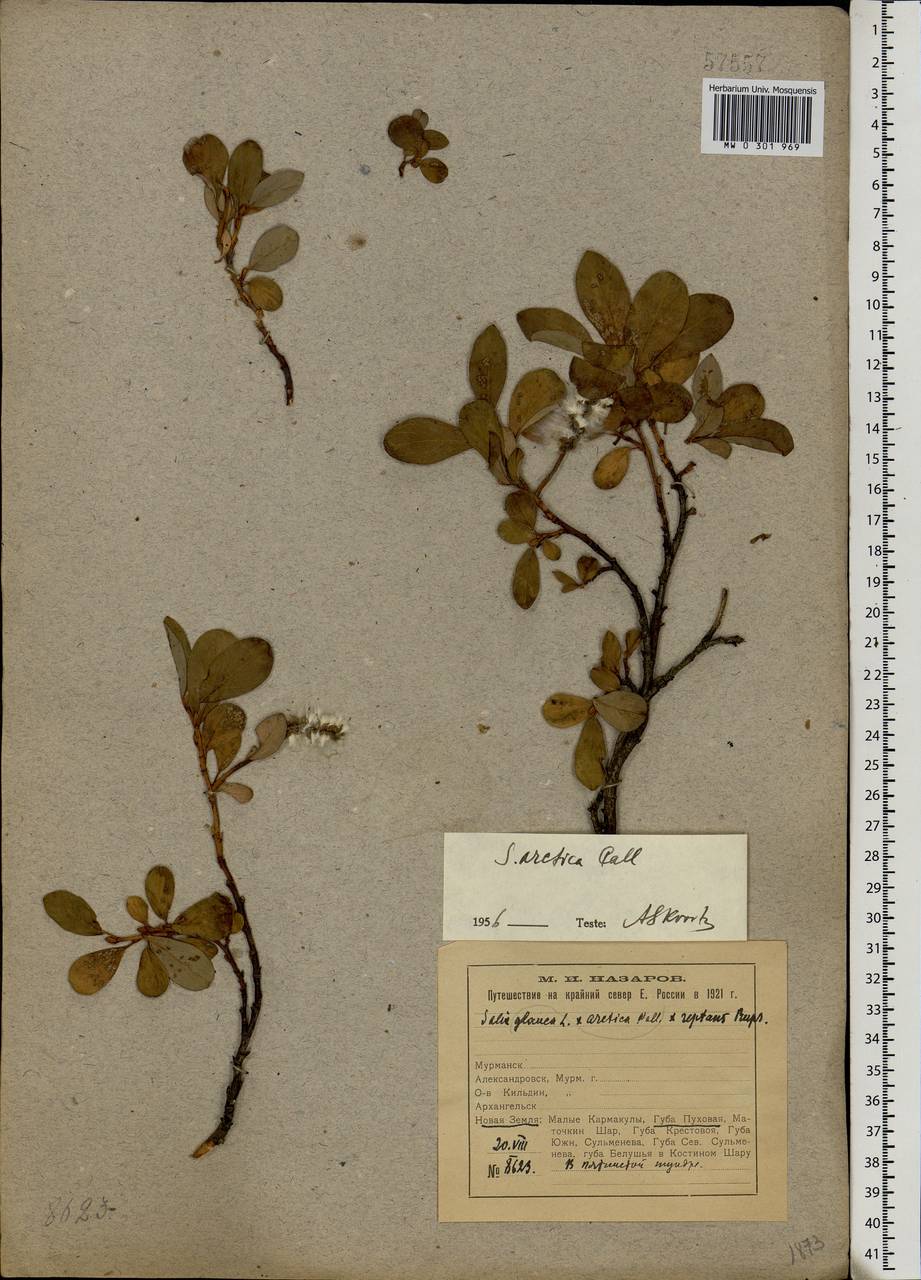 Salix arctica Pall., Eastern Europe, Northern region (E1) (Russia)