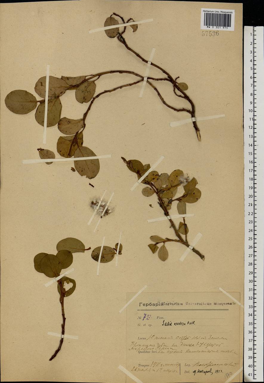 Salix arctica Pall., Eastern Europe, Northern region (E1) (Russia)