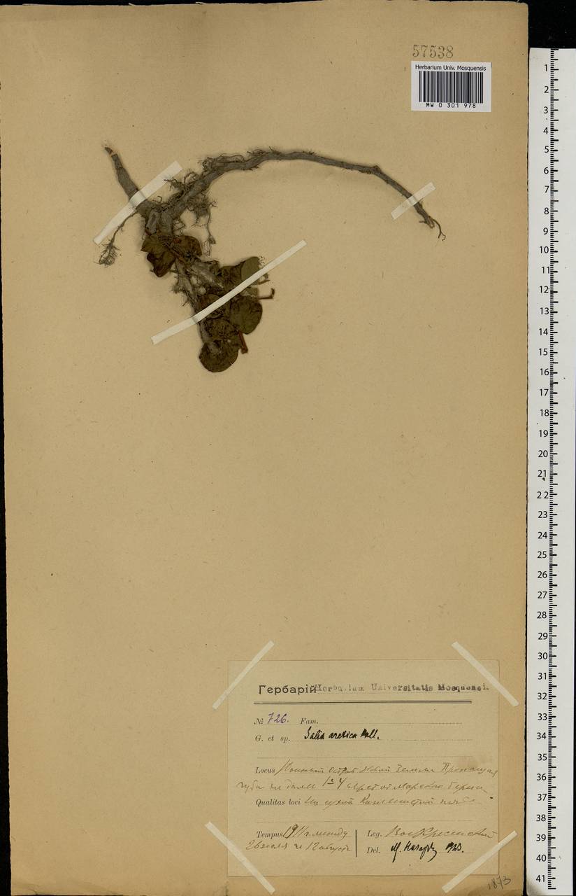 Salix arctica Pall., Eastern Europe, Northern region (E1) (Russia)